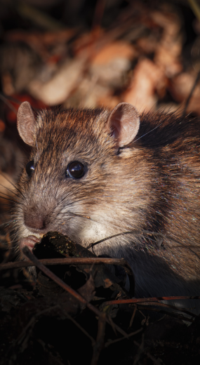 Dératisation à Bernay dans l’Eure | Élimination rats et souris Allô Guêpes Dératisation