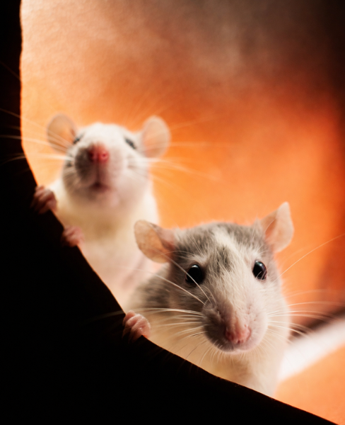 Dératisation à Bernay dans l’Eure | Élimination rats et souris Allô Guêpes Dératisation