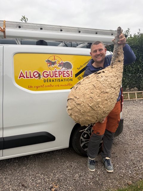 Entreprise anti nuisibles à Bernay dans l’Eure Allo Guêpes Dératisation